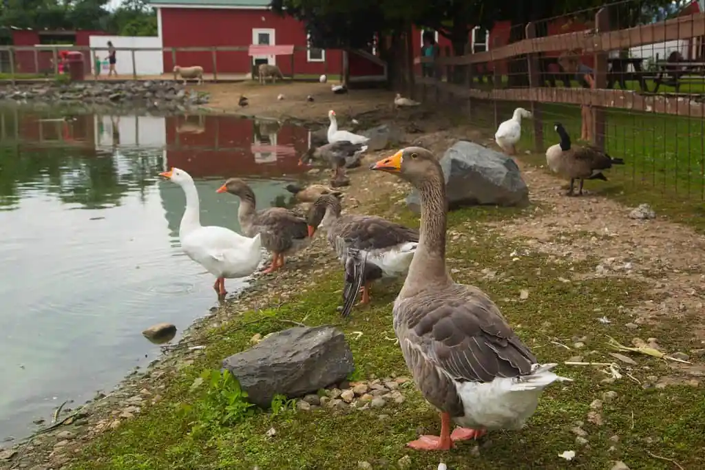 McCray’s Farm