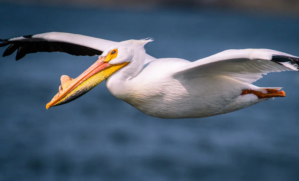 American White Pelican