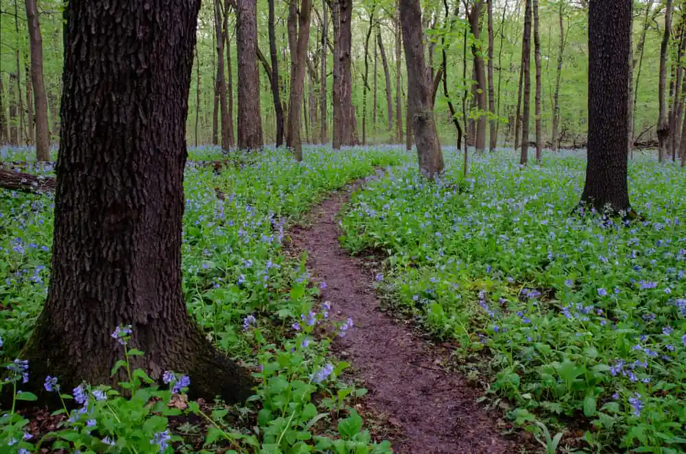 OβHara Woods Preserve