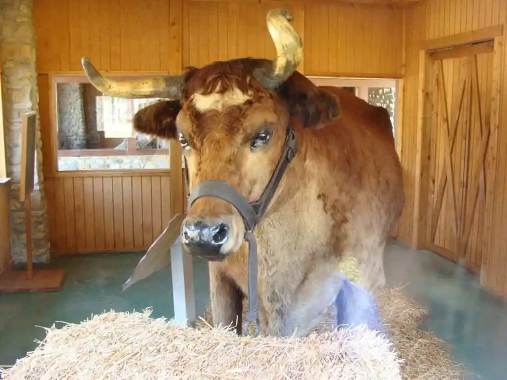 Old Ben - Worldβs Largest Steer