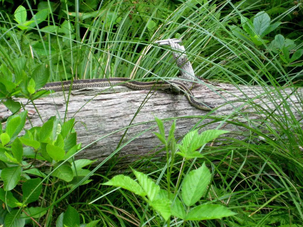 Pachaug State Forest