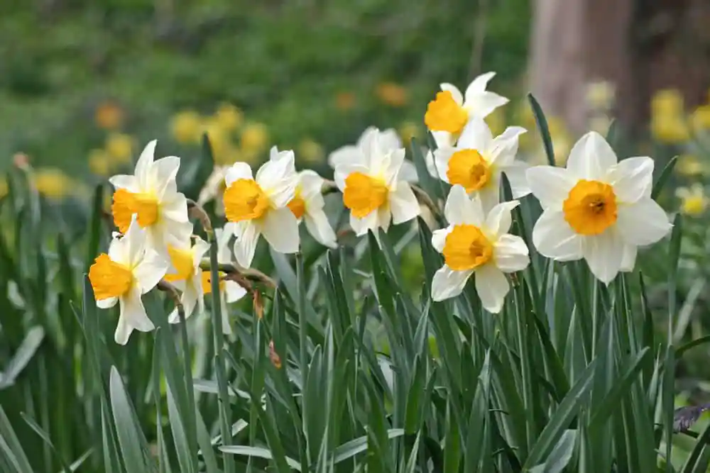 Daffodils