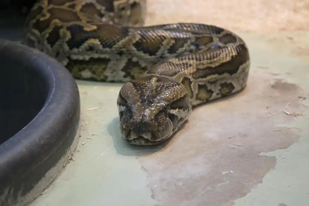 Phillips Park Zoo