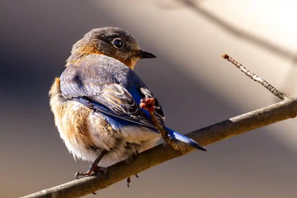 Bluebird