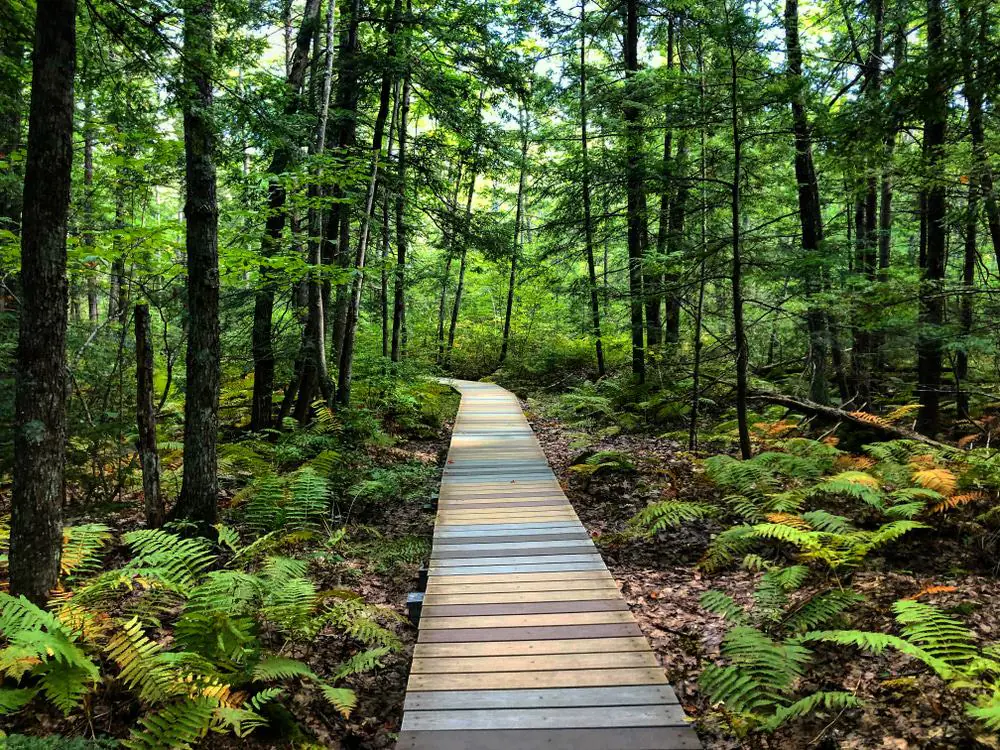 Saco Heath Preserve