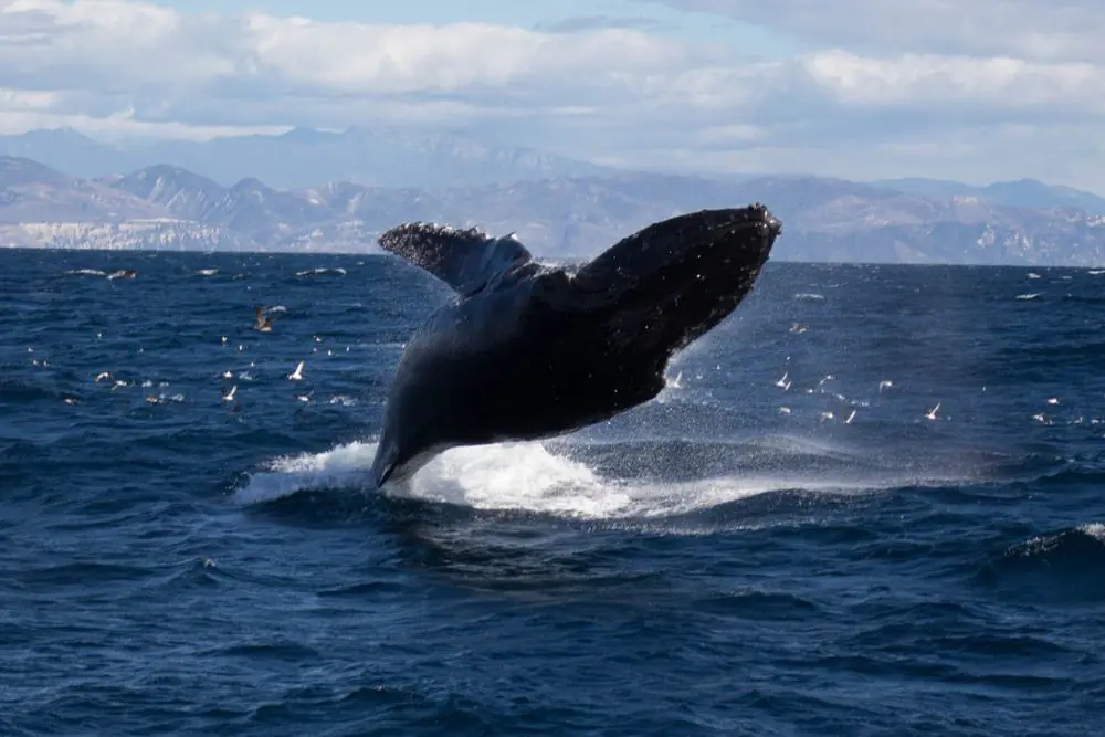 Whale breaching off the coast of Santa Barbara