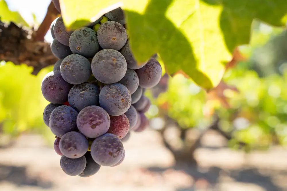 Zinfandel Grapes