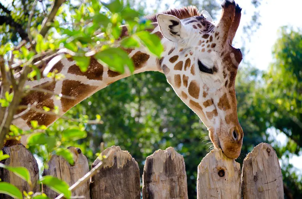 Sacramento Zoo