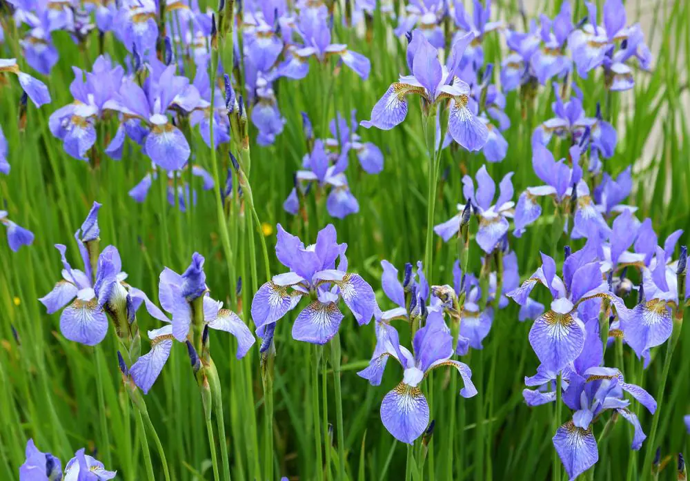 Jensen Botanical Garden