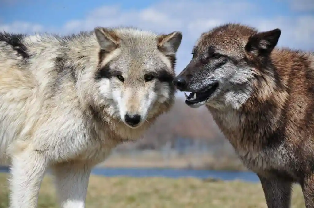 Wolf Park