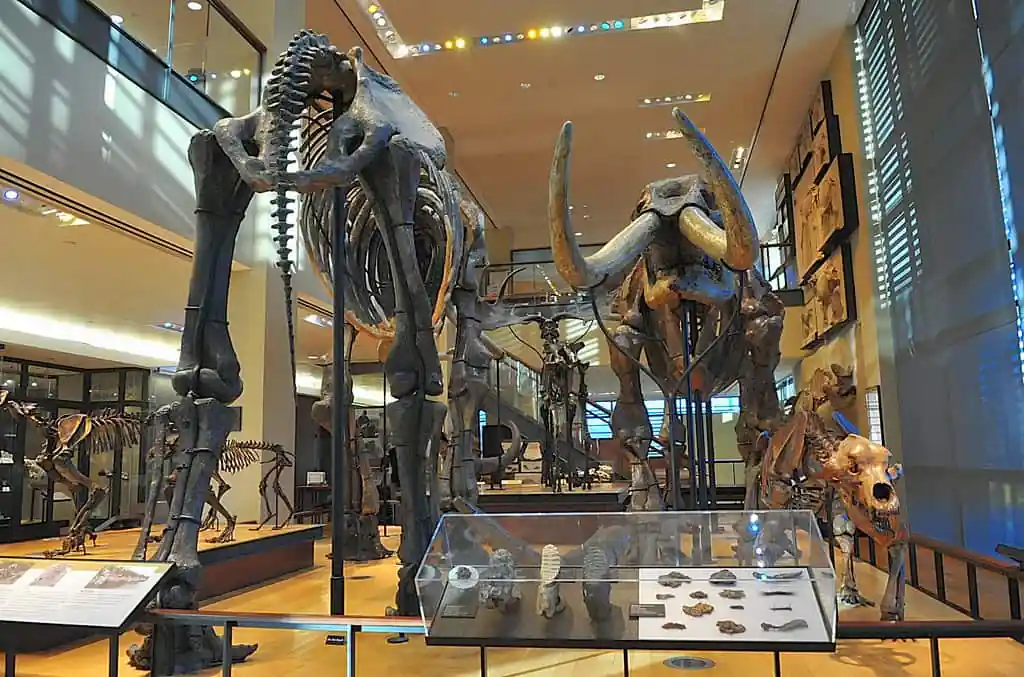 Beneski Museum of Natural History
