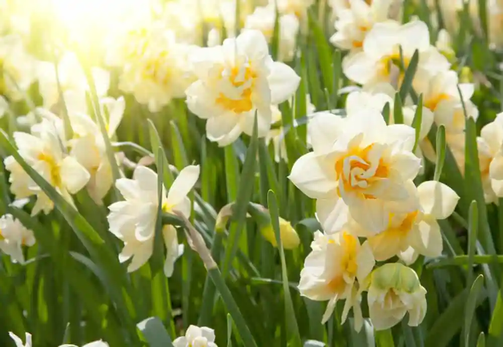 Daffodils
