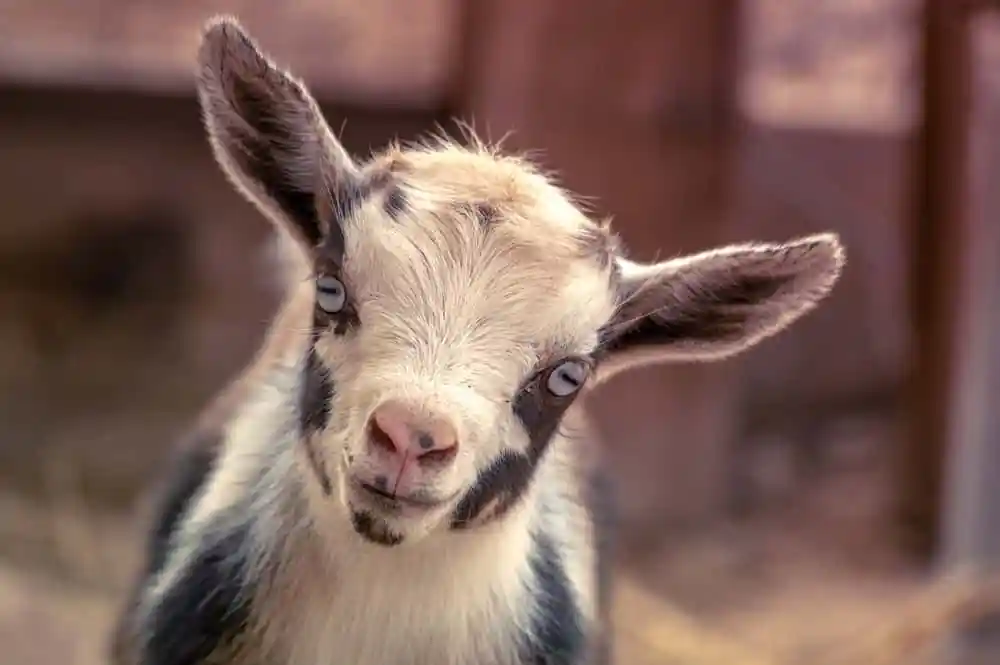 Nigerian Dwarf Goat