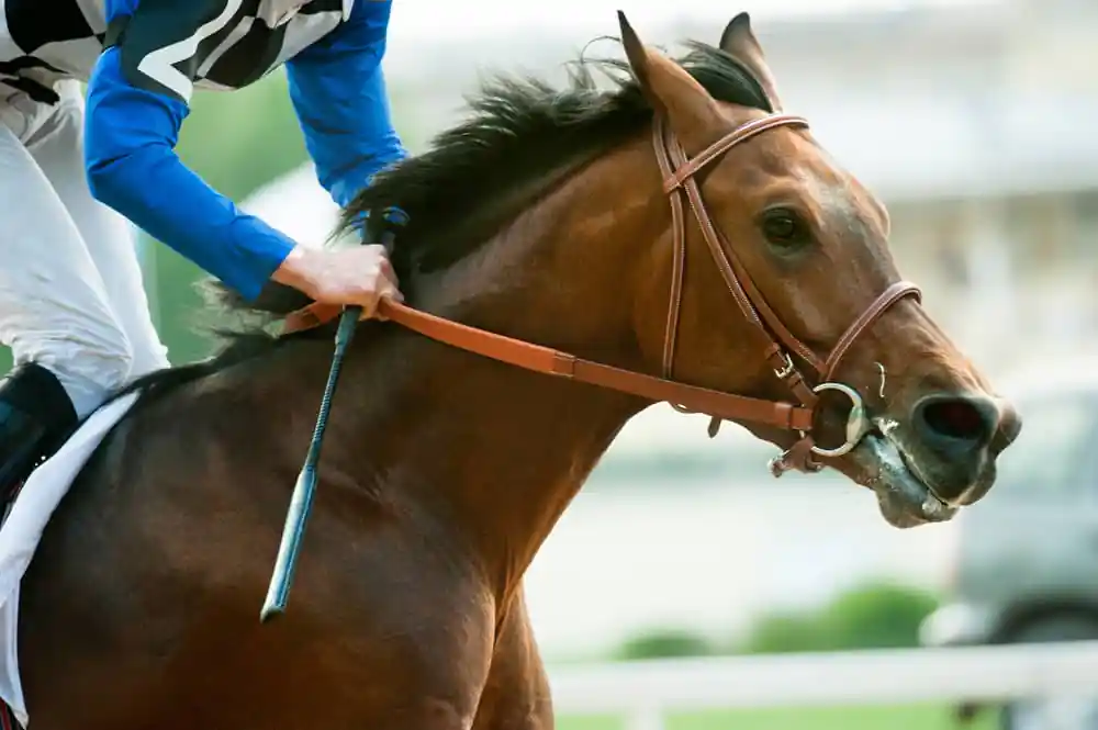 Horse Racing
