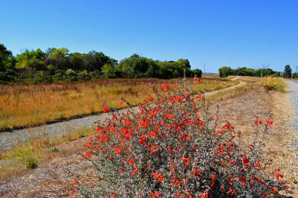 Coyote Creek Trail