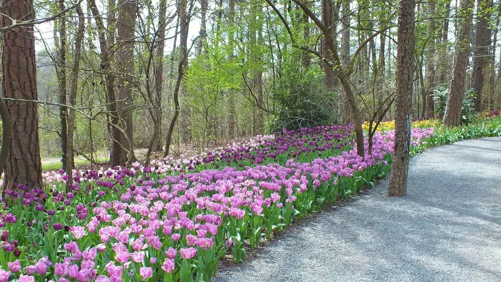 Garvan Woodland Gardens