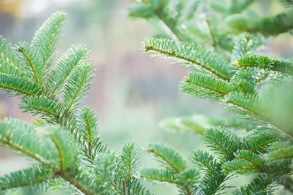 Fraser Fir