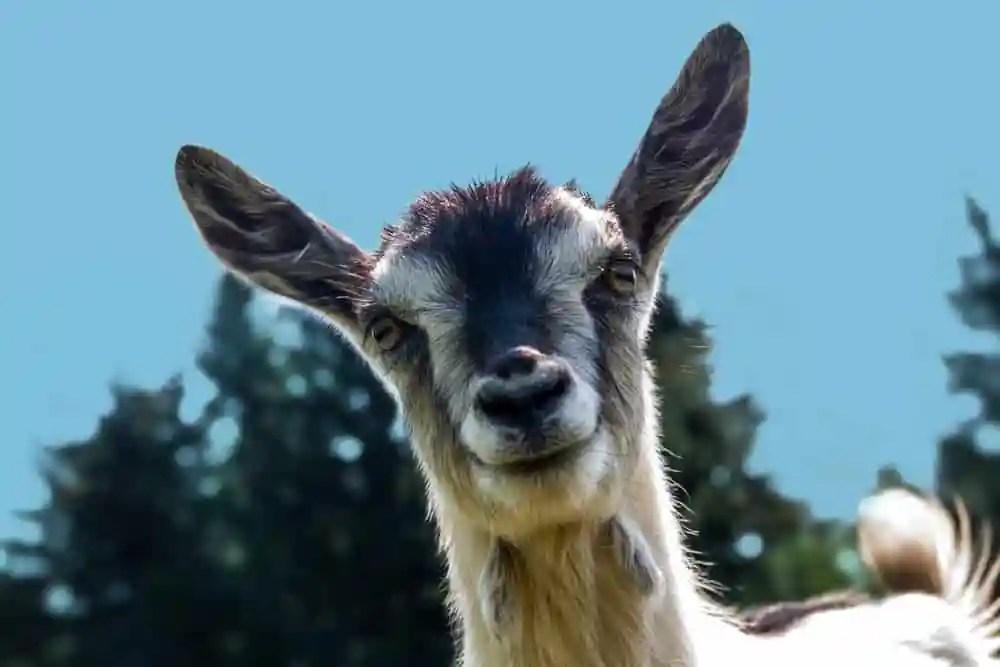 Goat