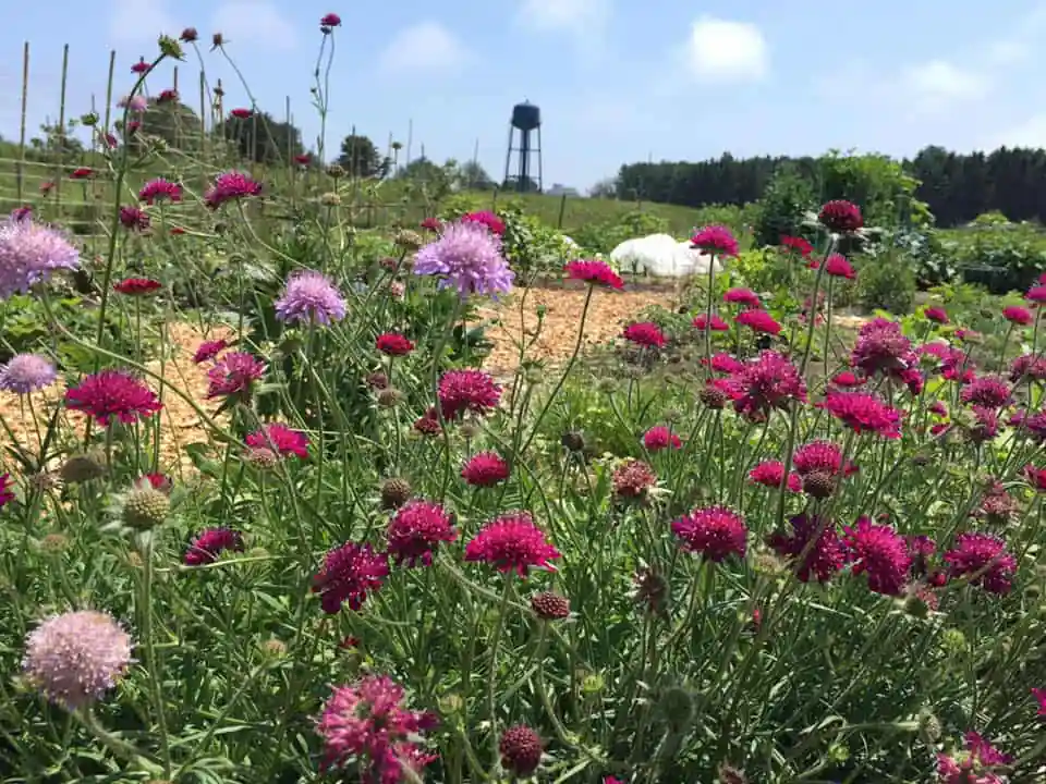 Harpswell Community Garden