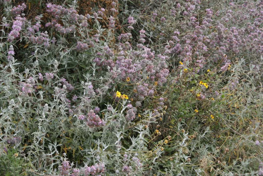 Powder Canyon