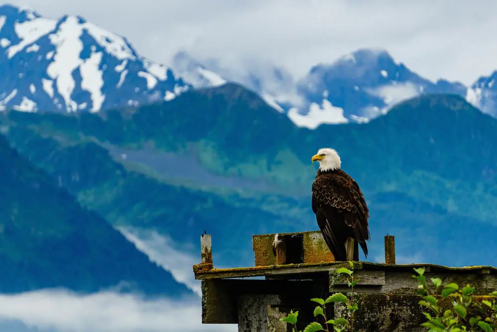 Alaskan Eagle in Seward