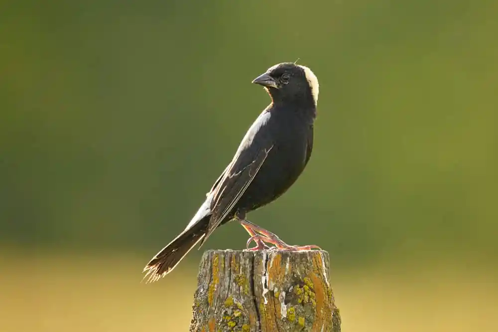 Bobolink
