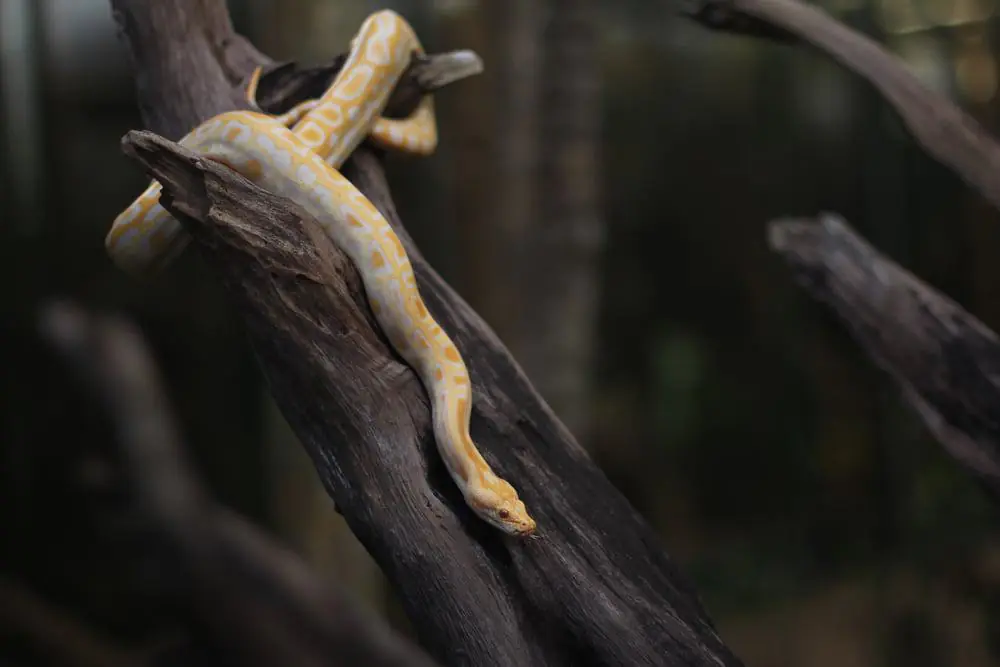 pythons