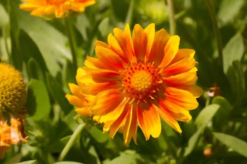 Newton Arboretum & Botanical Gardens