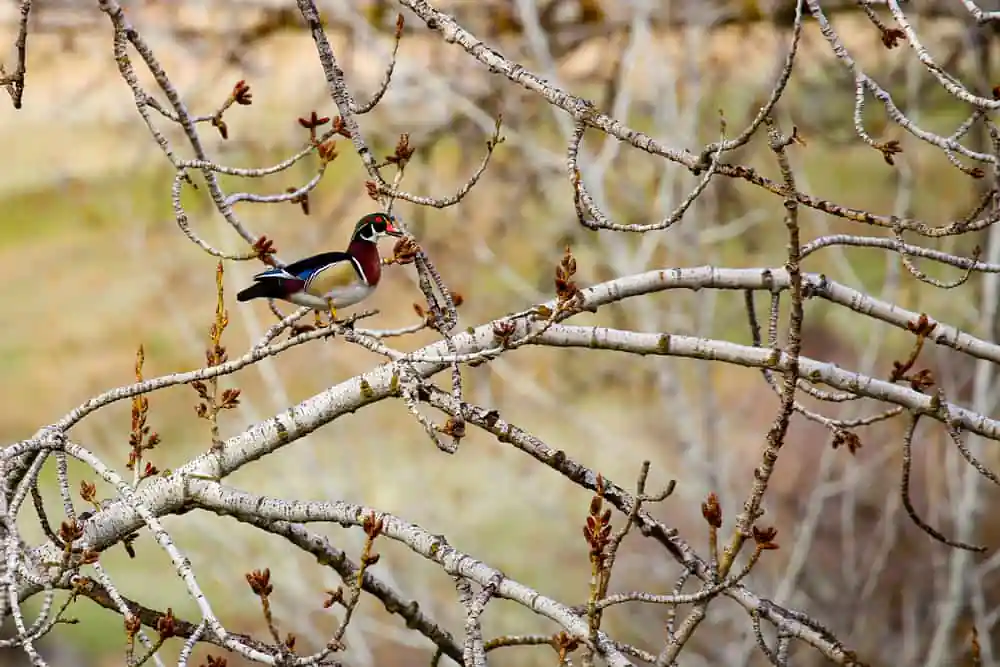 Ontario State Recreation Site