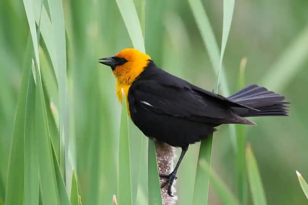 Yellow-headed Blackbird