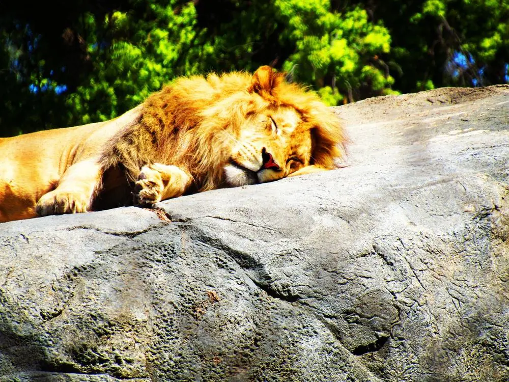 Fresno Chaffee Zoo