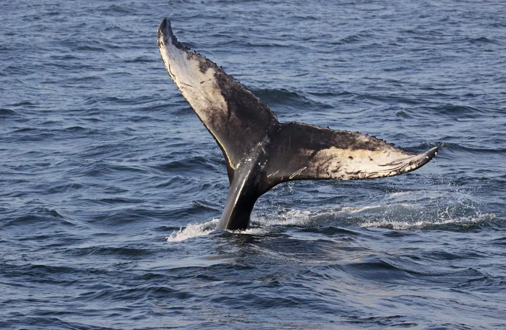 Whale Watching