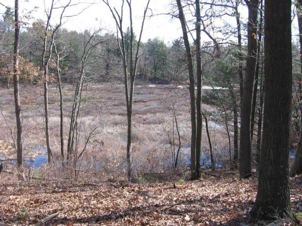 White Cedar Swamp