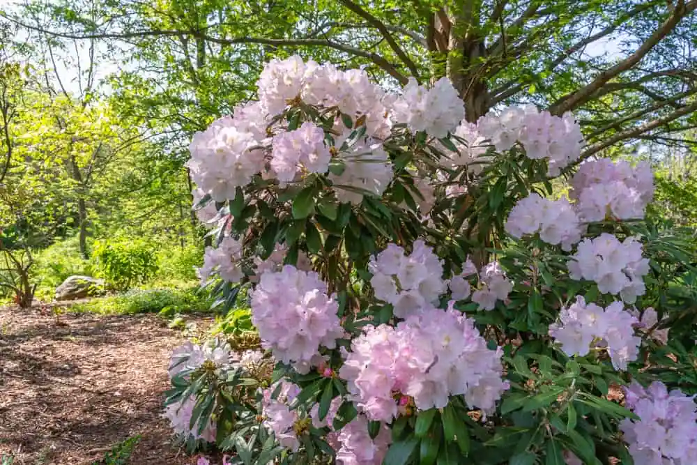 Acton Arboretum
