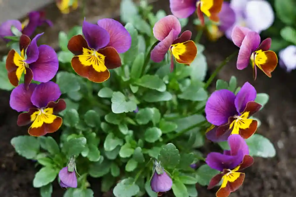 Flowers