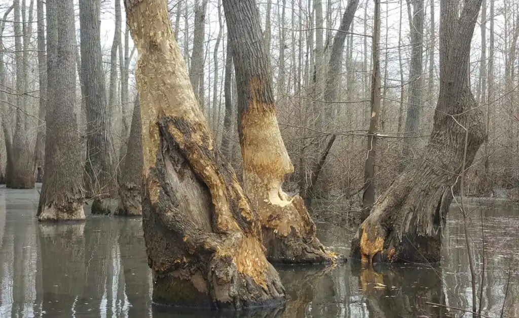Bell Slough Wildlife Area