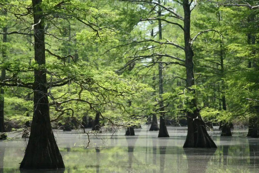 Big Lake National Wildlife Refuge