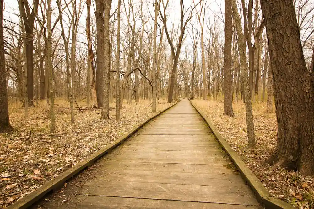 Busey Woods