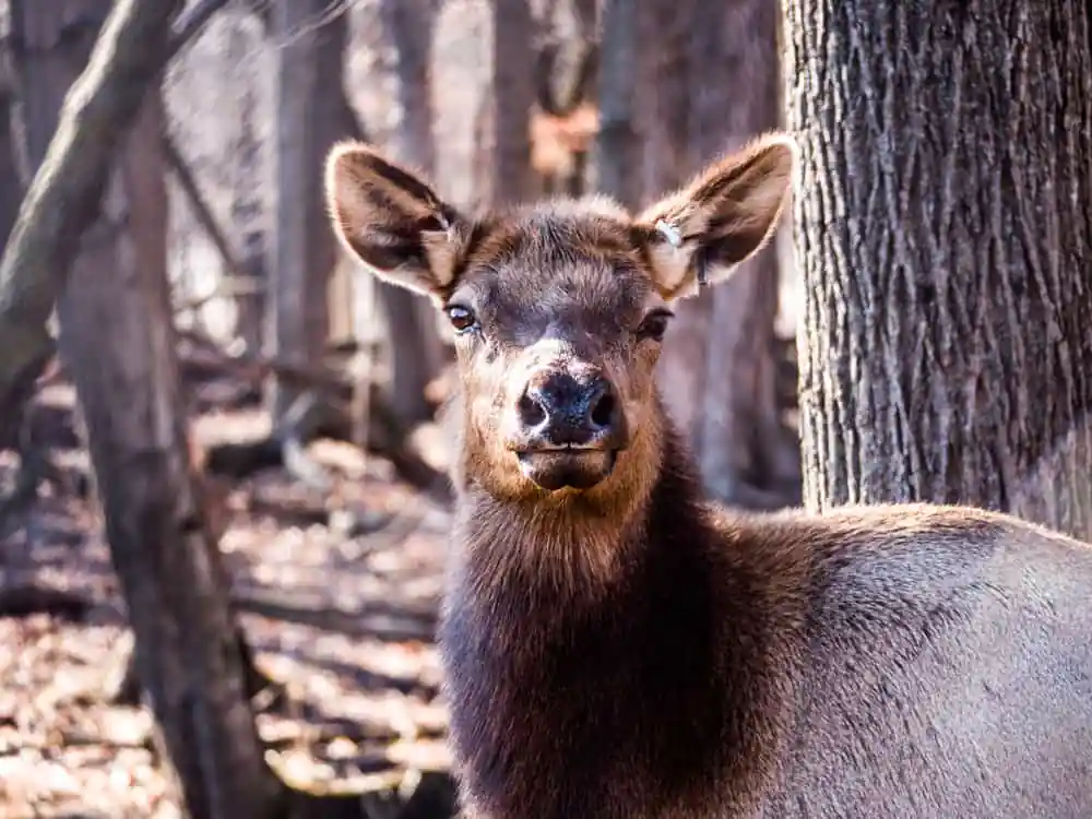 Busse Forest Elk Pasture