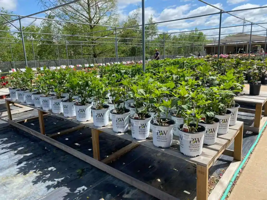 Dutch’s Greenhouse
