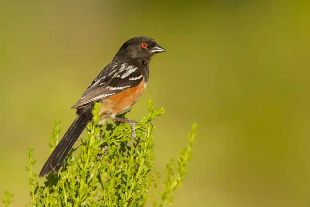 Dow Wetlands Wildlife Habitat Preserve