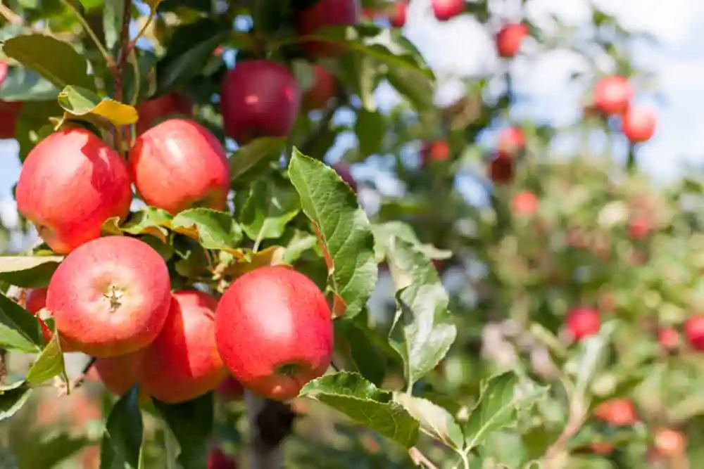 Gala Apples