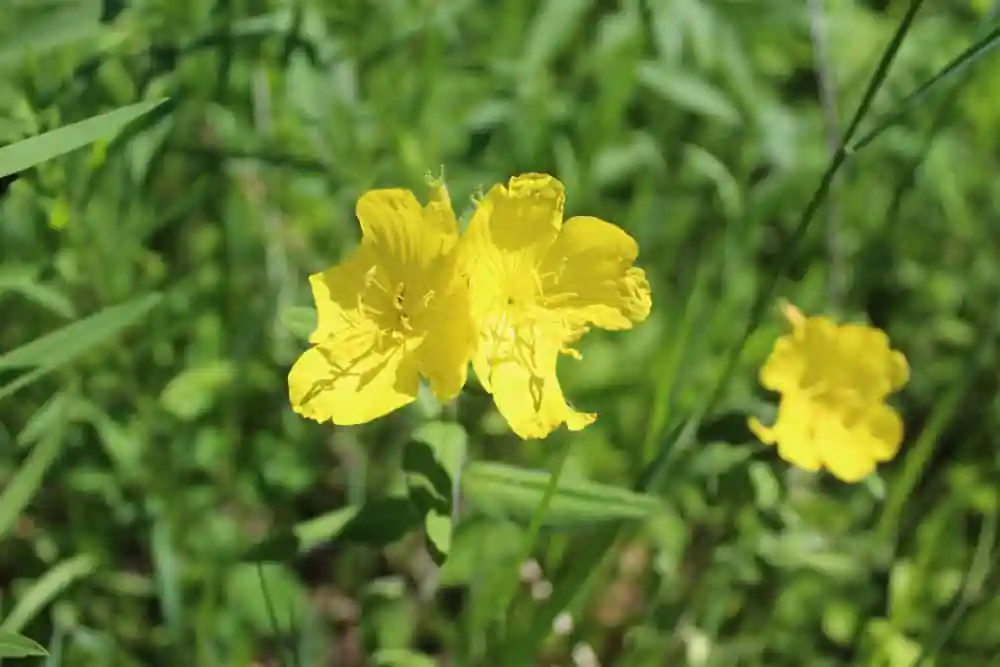 Kickapoo Woods
