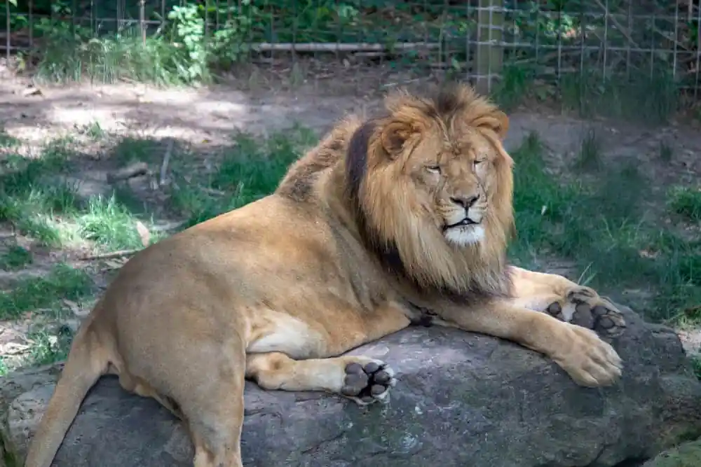 Louisiana Purchase Gardens & Zoo