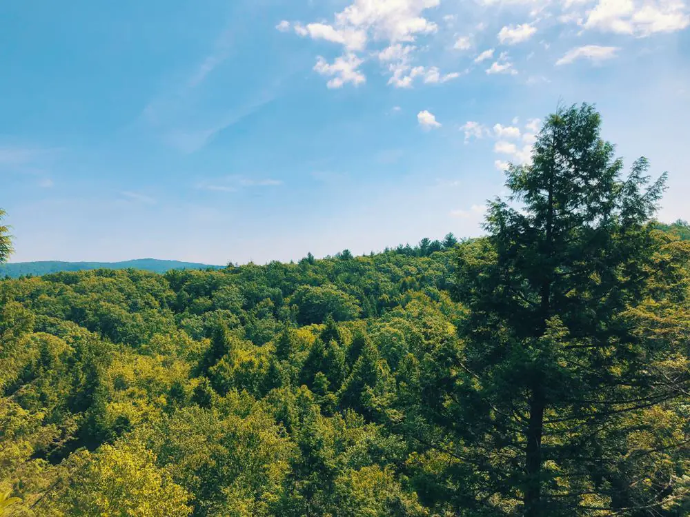 Mattatuck State Forest