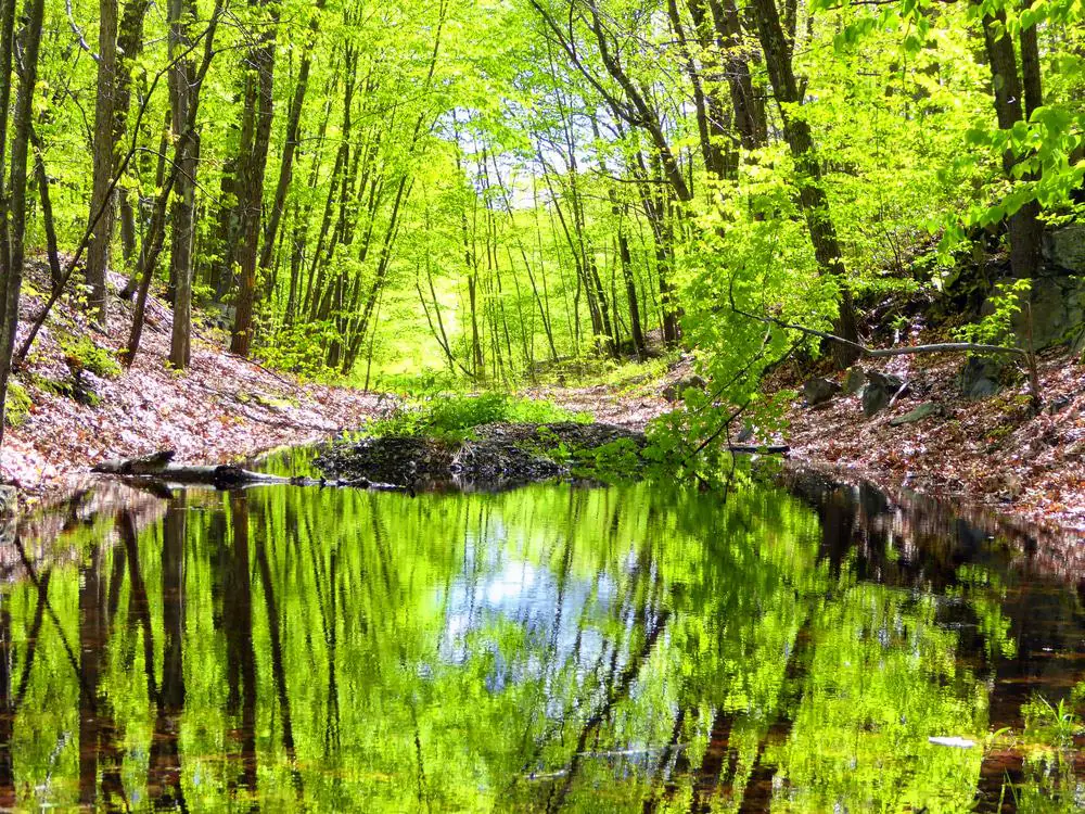 Naugatuck State Forest