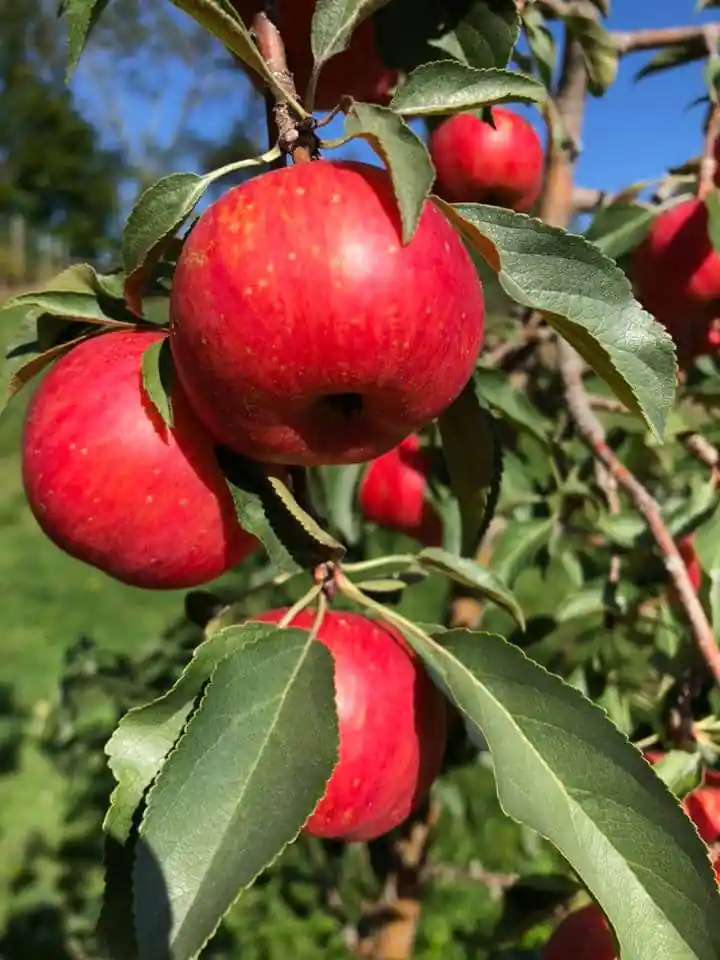 Orchard Ridge Farm & Speciality Food Market