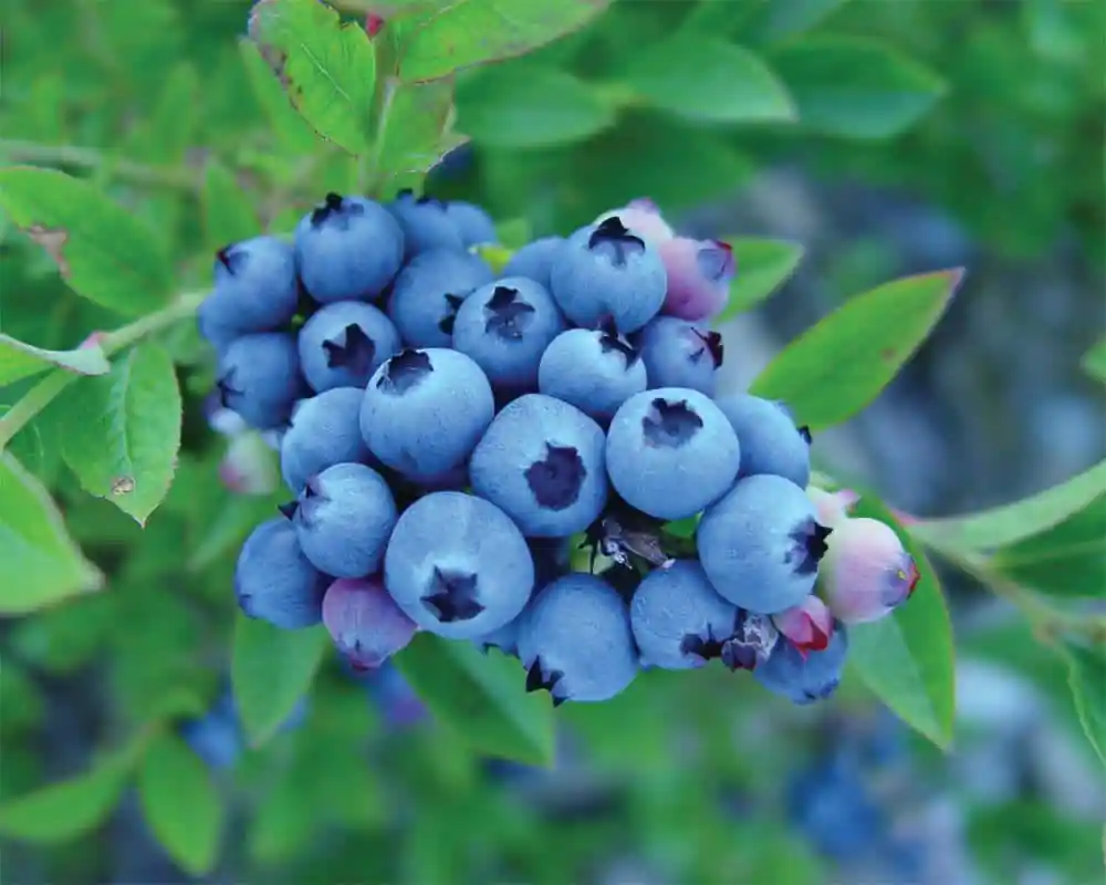 Joan & Bradβs Berry Farm