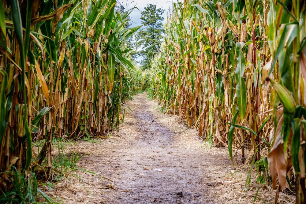 Maize Maze