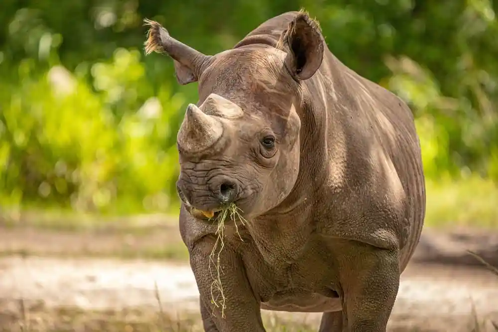 Rhinoceroses